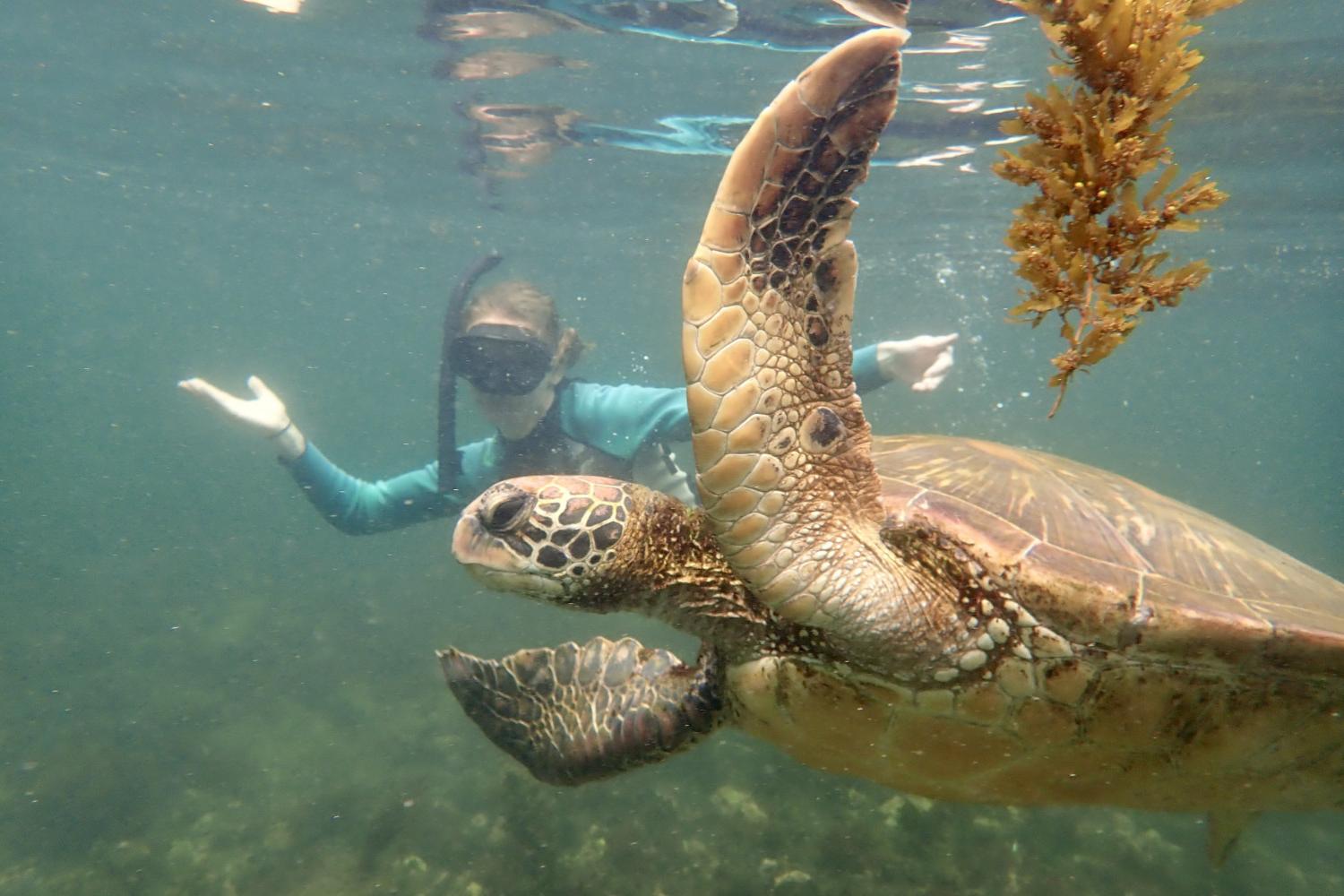 一名<a href='http://9xzjx.goudounet.com'>bv伟德ios下载</a>学生在Galápagos群岛游学途中与一只巨龟游泳.